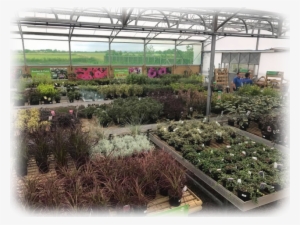 The Biggest Range Of Shrubs, Trees, Perennials, Alpines - Project #3646611