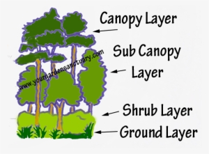 Woodland Inspired Garden Layers - Layers Of The Woodland #3646729