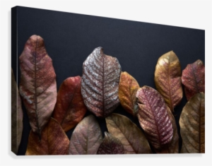 Dried Leaves Of Fall Canvas Print - Canvas Print #3646730