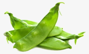 Sumo Fresh - Broad Bean #3646753