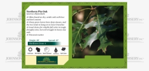 Northern Pin Oak Quercus Ellipsoidalis Benchcard - Cephalanthus #3646783