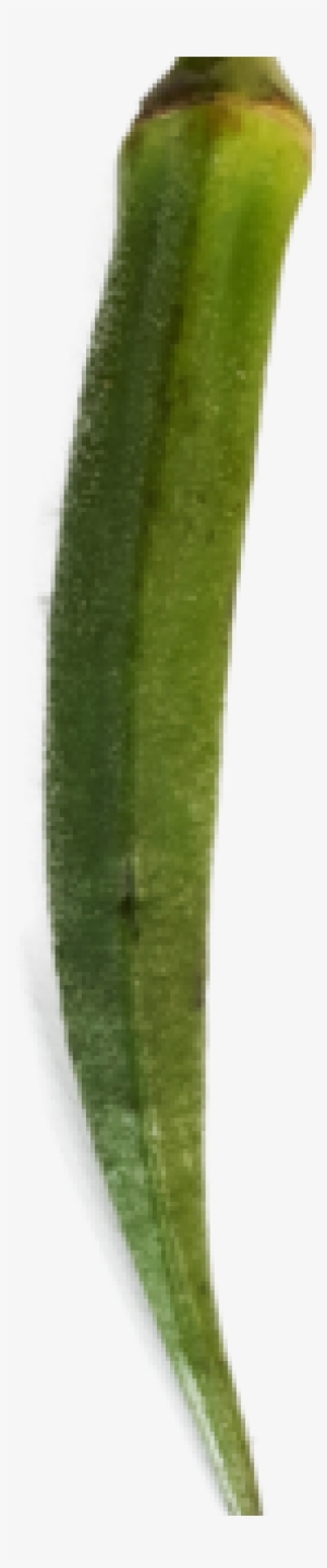 Wishlist Loading - Okra #3646846