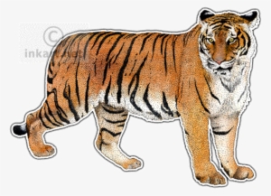 Drawn Tiger Malayan Tiger - Malayan Tiger Png #3647357