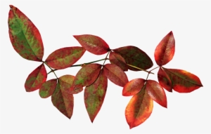 Leaves, Bamboo, Autumn, Fall, Nature, Garden - Autumn #3647423