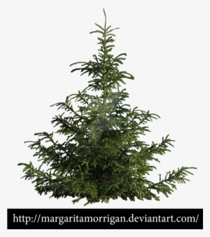 B Tree, Pine Tree, Tree Psd, Landscaping Trees, Garden - Tree #3647593 B Tree, Pine Tree, Tree Psd, Landscaping Trees, Garden - Tree #3647593