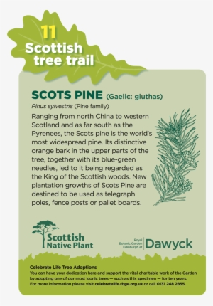 Sample - Dawyck - Royal Botanic Garden Edinburgh #3647730