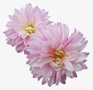 Dahlias, Flowers, Pink - Pink Dahlia Flower Png #3648378