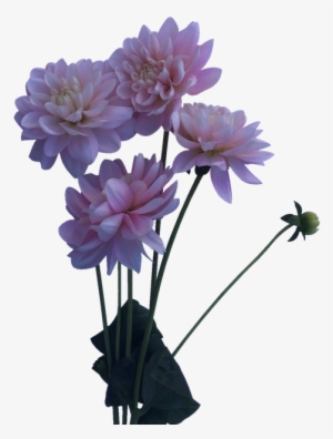 Bunch Of Blush Or Baby Pink Dahlias Perfect For Whimsical, - Daliha Flower Plant Png #3648407