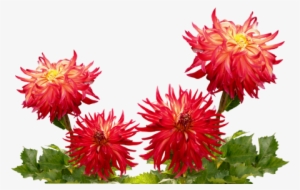 Dahlias,autumn,dahlia Garden,late Summer,dahlia,dahlia - China Flowers Png #3648653