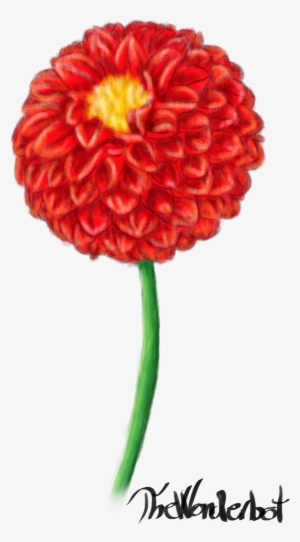 Red Dahlia - Common Zinnia #3649170