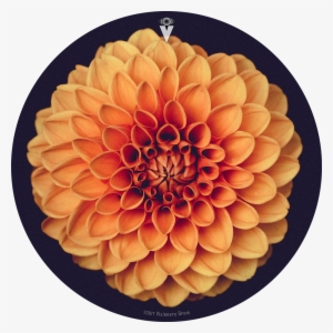Orange Dahlia Flower Drum Skin For Bass, Snare And #3649192