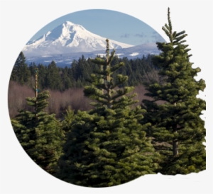 View Of Snow Covered Mt - Oregon #3649422