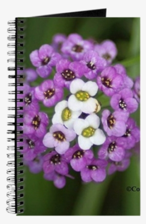 Alyssum Small Flower Bloom 142 Journal - Colorful Alyssum Flower Beach Towel #3649582