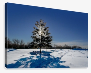 Frosty, Snowy Night With A Purple Sky, Christmas Tree - Snow #3649816
