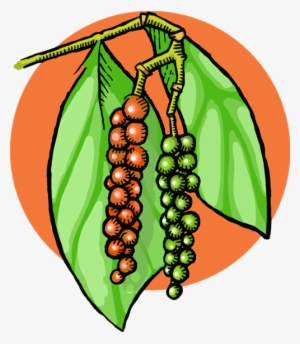 Black Pepper Ripening On The Vine - Black Pepper #3650126 Black Pepper Ripening On The Vine - Black Pepper #3650126