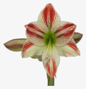 Amaryllis #3651388