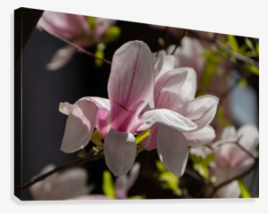 Single Flower Canvas Print - Chinese Magnolia #3651394