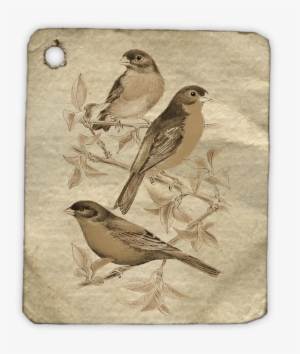 Birds Animal Fly Tag Label 1485642 - Bird #3652748