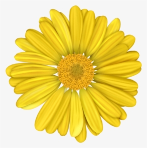盛开的黄色菊花 - Blue Gerber Daisy Transparent Background #3652750