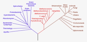 The Phylogenetic - Phylogenetic Tree #3652893