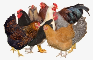 Chicken #3655211