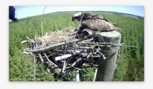 Mrs Ya's Shadow Covers The Chicks' Heads Forestry Commission - Buzzard #3655379