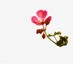 Photoshoppng Frames Wallpapers Designs Small Flower - Html #3656200