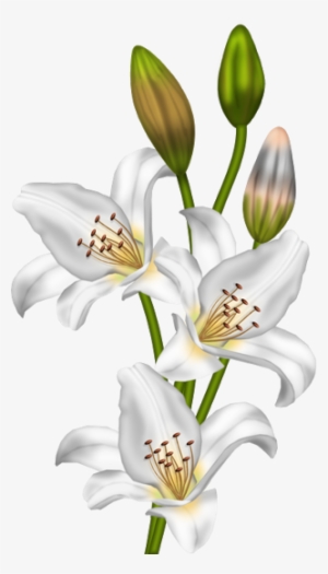 Small Flowers And Large As For Separators Found On - Lilium Png Vintage #3656494