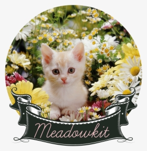 08184 Kitten Among Flowers - Beautiful Flowers Images Hd #3656562