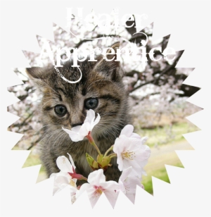 Paretty Little Kitten Kitty Cat In Pink Tree Blossoms #3656769