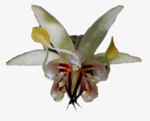 The Flowers Are Small But Exquisetly Complex And Delicate - Cocoa Tree Flower Png #3656799