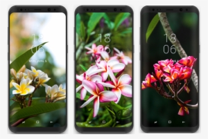 Samsung Galaxy Tropical Wallpaper Collection - Wallpaper #3657779