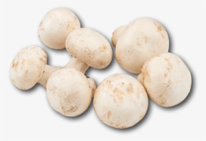 Holland White Mushroom - Common Mushroom #3660391