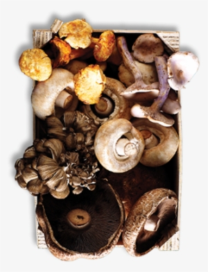 Mushrooms - Mushrooming On Long Island: Selected Memoirs #3660784