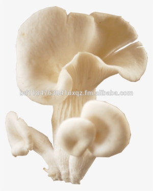 Bangladesh Mushroom Oyster, Bangladesh Mushroom Oyster - Oyster Mushroom #3660877