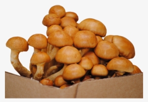 Nameko Mushroom - Wood #3660976