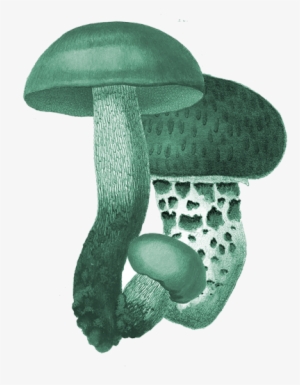 Menu - 3chicks Farms Edible Mushroom Garden 6 X 6 X 10" #3661158