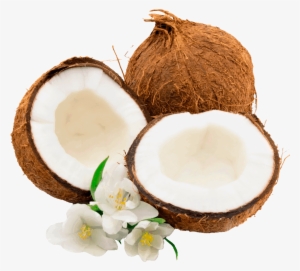 Coconut Palm Clip Art #3661506