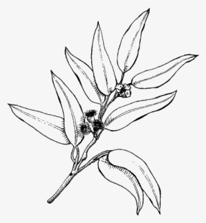 Eucalyptus - Sketch #3662367