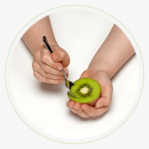 Scoop - Hardy Kiwi #3662443