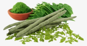 Also Known As The 'tree Of Life' Has Been A Great Food - Moringa Oleifera #3663043