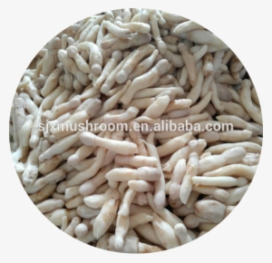 2018 New Crop Drumstick Mushroom In Brine Coprinus - Daikon #3663270