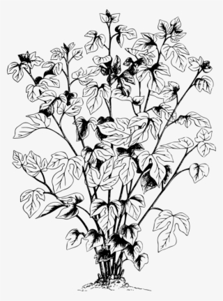 Vector - Leaf #3664105