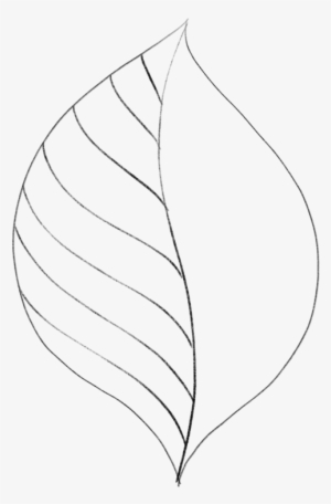 Drawing Leaves Easily Using Simple Shapes Jspcreate - Drawing Of Leaf #3664214