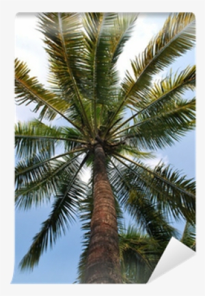 Attalea Speciosa #3665404