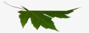 I Used A Normal Leaf Photo And Took Out The Background - Maple Leaf #3666173