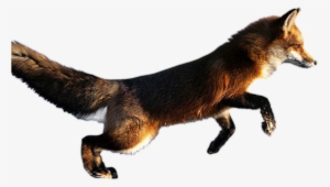 Real Animal Png - Cool Animals In Action #3668209