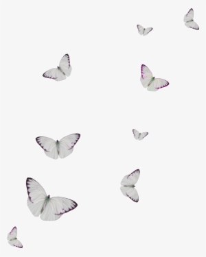 White Spot Butterfly Cartoon Transparent - صور فراشات خلفيه بيضاء #3668655