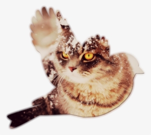 Cat Wallpaper Download Pictures #3668781