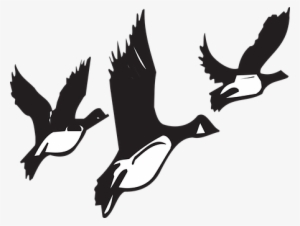 Geese, Flying, Birds, Flight, Black - Birds Migrating Black And White #3668986